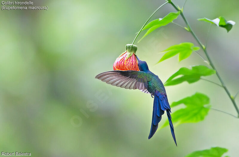 Colibri hirondelle