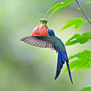 Swallow-tailed Hummingbird