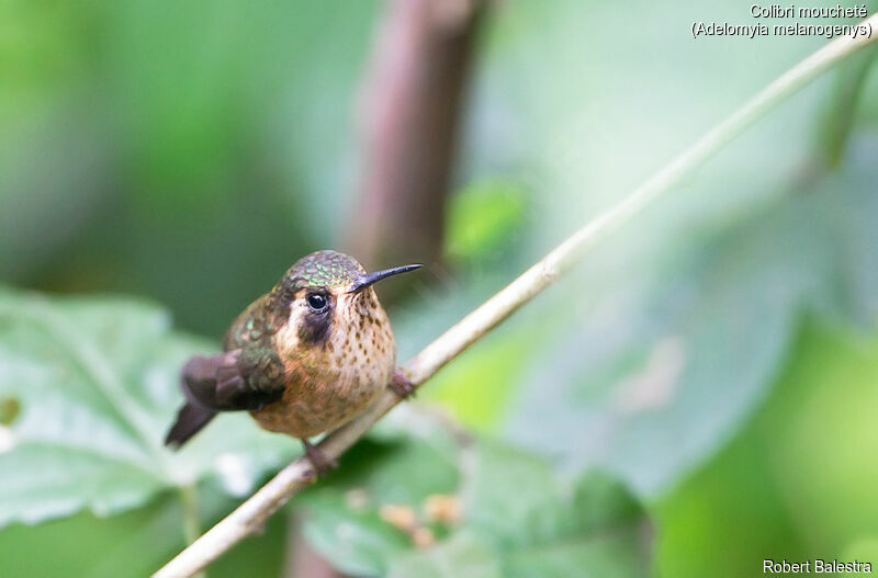 Colibri moucheté