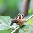 Colibri moucheté