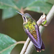 Colibri moucheté