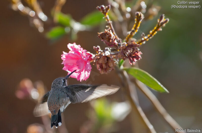 Oasis Hummingbird