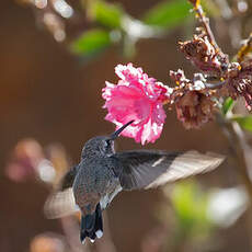 Colibri vesper