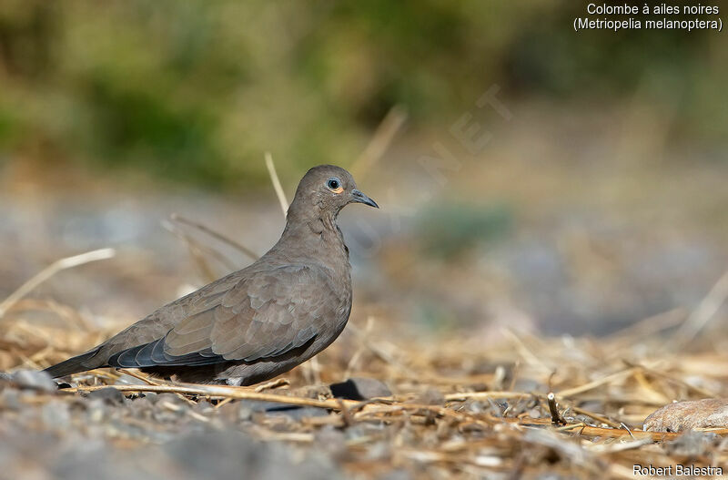 Black-winged Ground Dove