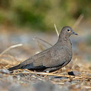 Black-winged Ground Dove