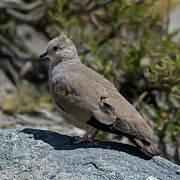 Golden-spotted Ground Dove