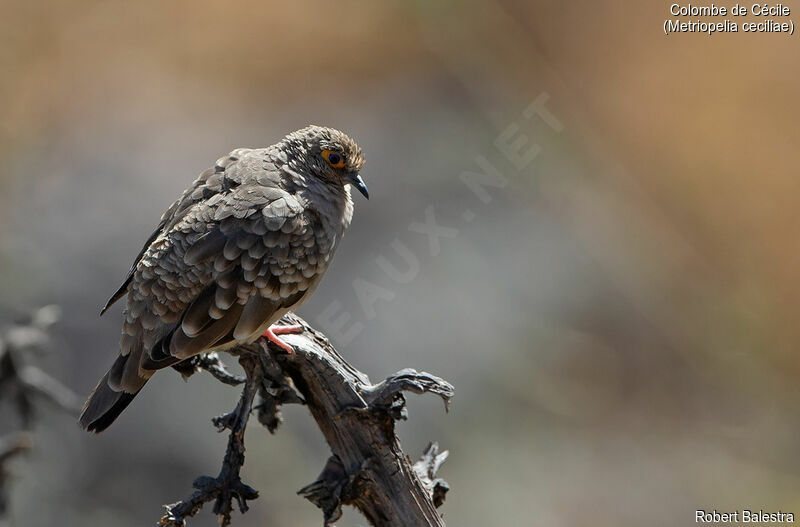 Bare-faced Ground Dove