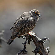 Bare-faced Ground Dove