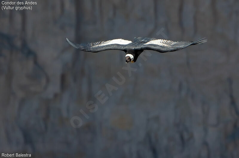 Condor des Andes