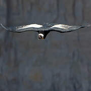 Andean Condor