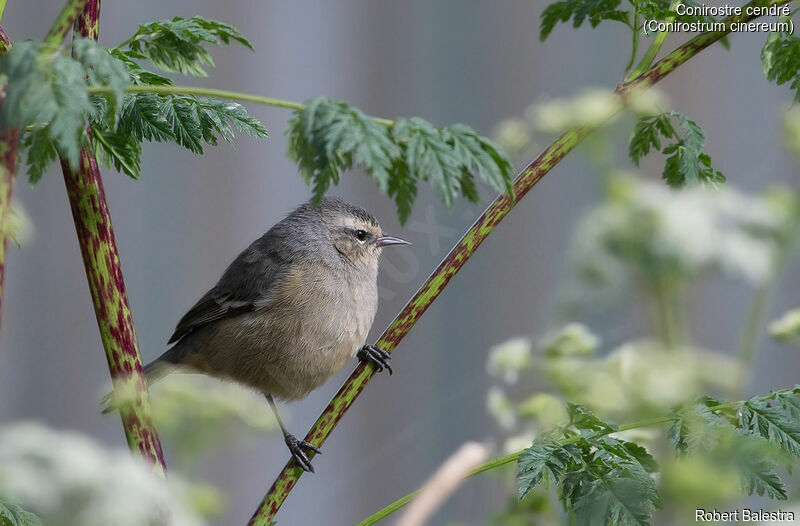 Cinereous Conebill