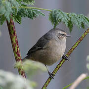 Cinereous Conebill