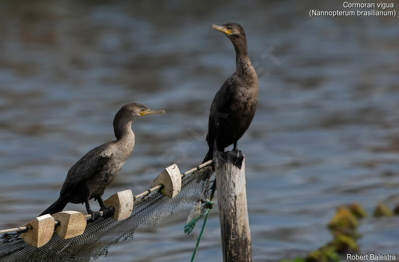 Neotropic Cormorant