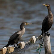 Neotropic Cormorant