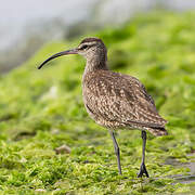 Hudsonian Whimbrel