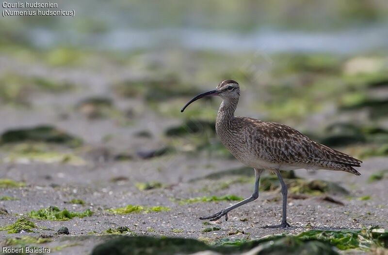 Hudsonian Whimbrel