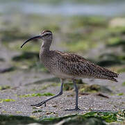 Hudsonian Whimbrel