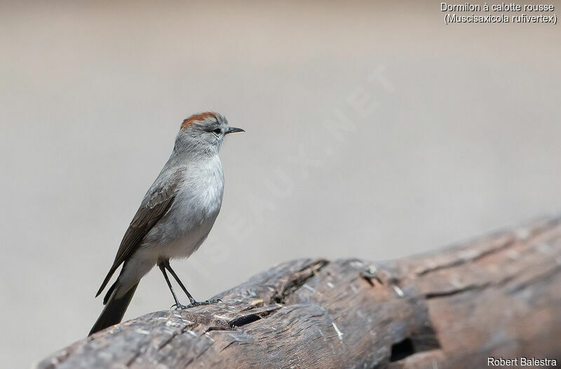 Rufous-naped Ground Tyrant