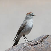 Rufous-naped Ground Tyrant