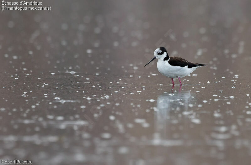 Black-necked Stilt