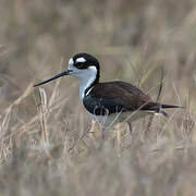 Black-necked Stilt