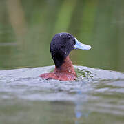 Andean Duck