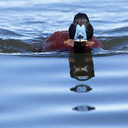 Andean Duck