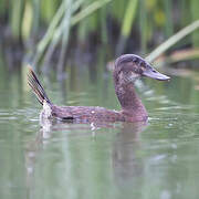 Andean Duck