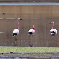 Flamant des Andes