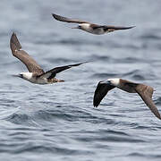 Peruvian Booby