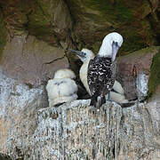 Peruvian Booby