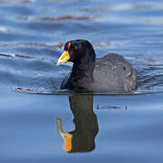 Andean Coot