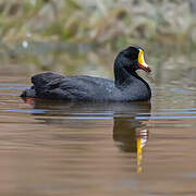 Giant Coot