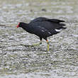 Gallinule d'Amérique