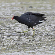 Common Gallinule