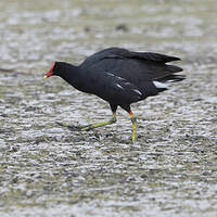 Gallinule d'Amérique