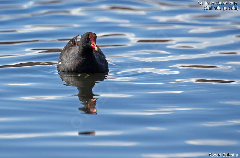 Common Gallinule