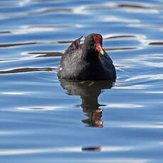 Gallinule d'Amérique