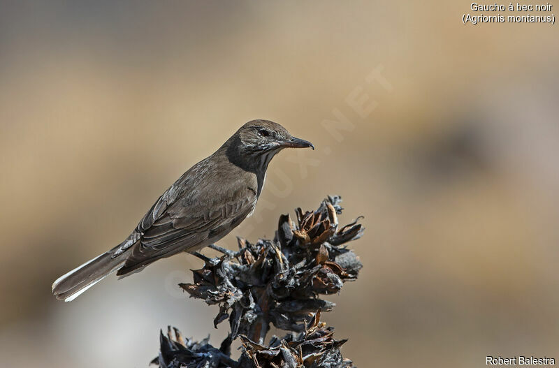 Black-billed Shrike-Tyrant