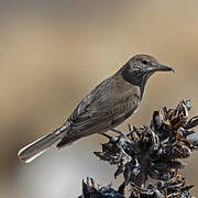 Black-billed Shrike-Tyrant