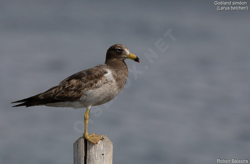 Belcher's Gull