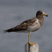 Belcher's Gull