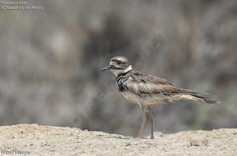 Killdeer