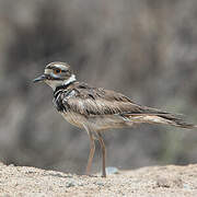 Killdeer