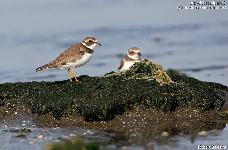 Semipalmated Plover