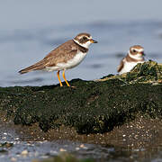 Semipalmated Plover