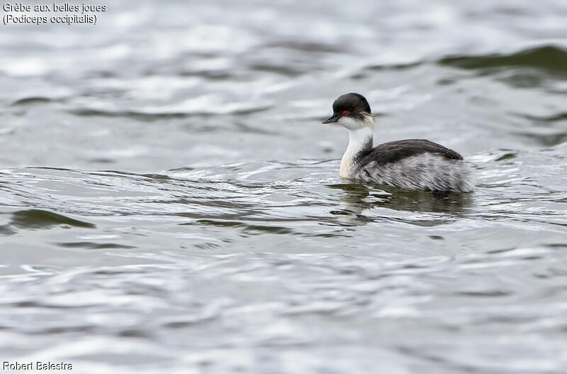 Silvery Grebe