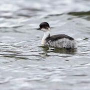 Silvery Grebe