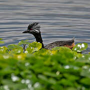 White-tufted Grebe