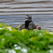 White-tufted Grebe